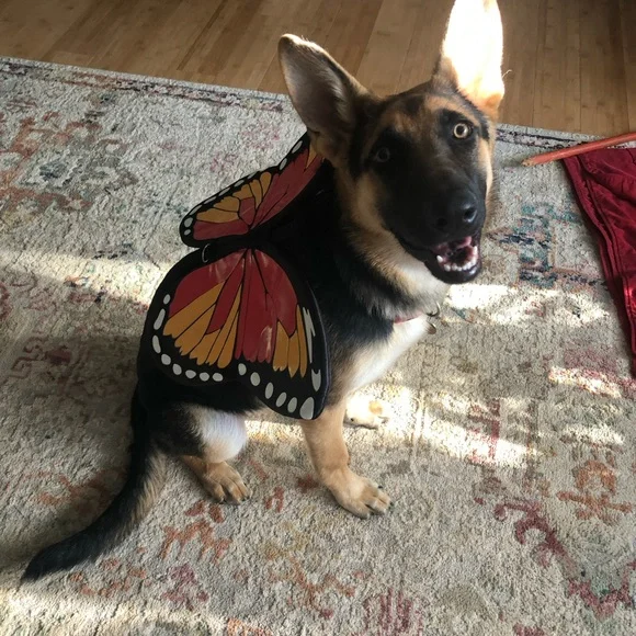 Dog Butterfly Harness Costume - Picture 4 of 4